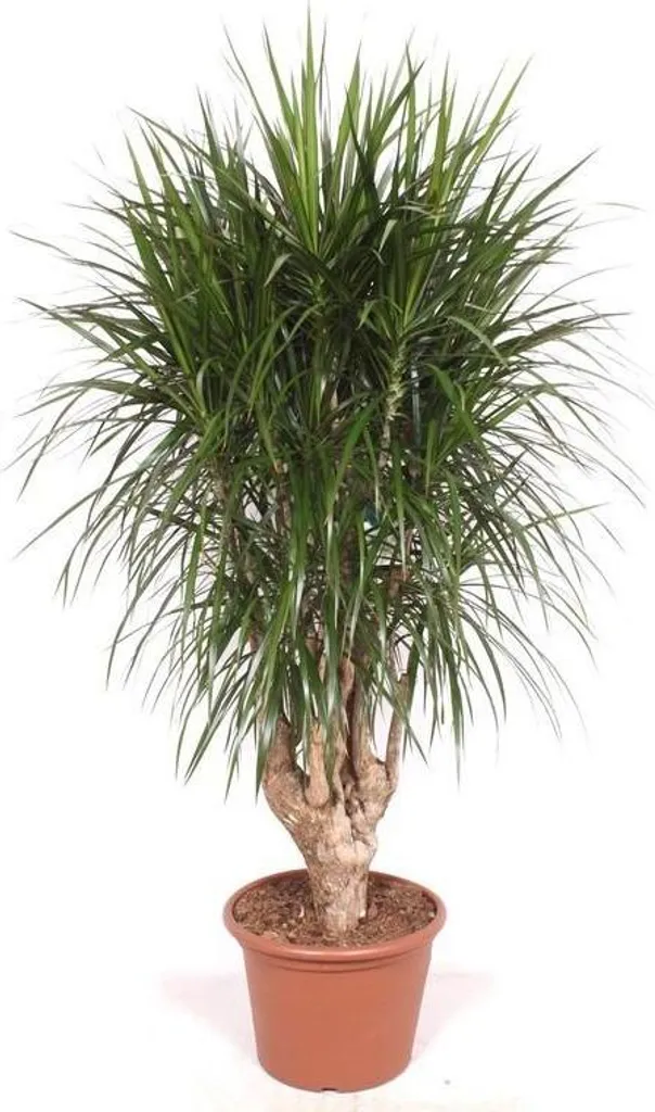 Dracaena Marginata 190 cm - Grande Plante Facile et Ultra Résistante