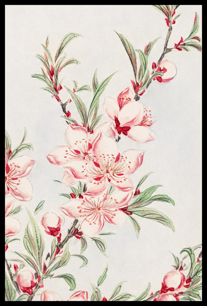 Plakat 40x60cm Pfirsichbaum, Japanischer Morikaga Vintage
