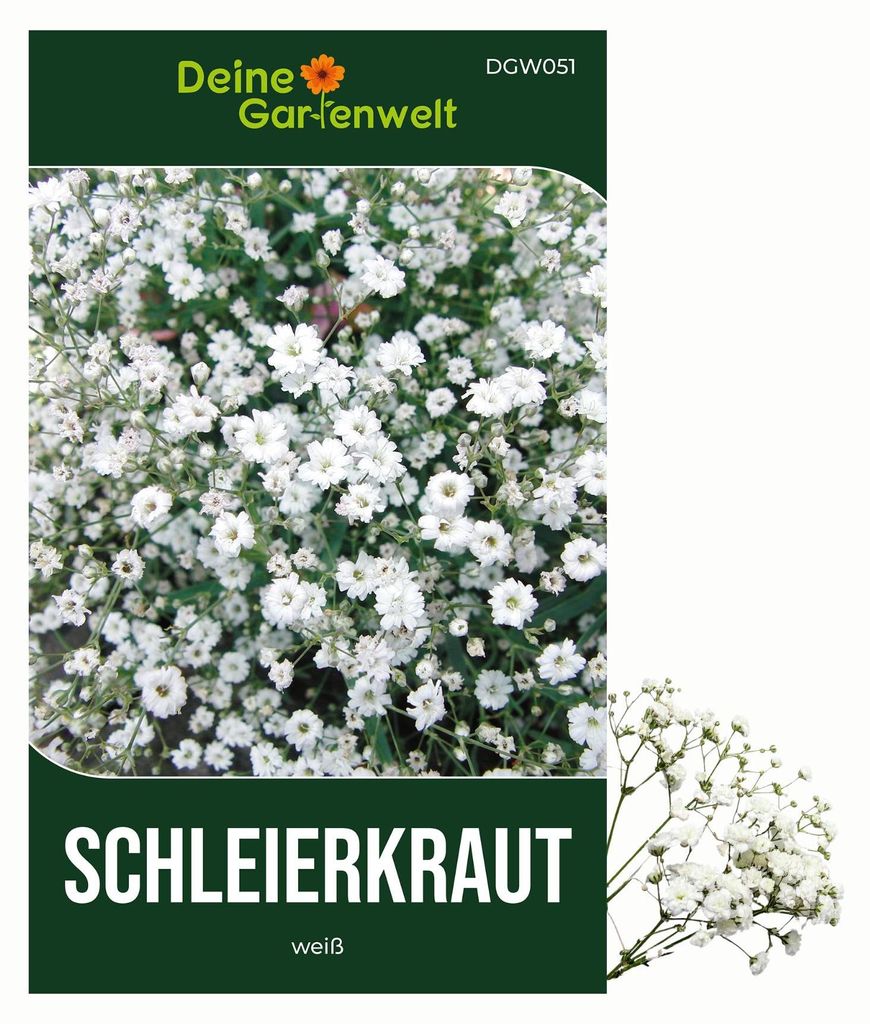 Stauden-Schleierkraut weiß Samen - Gypsophila paniculata - Produktbild 