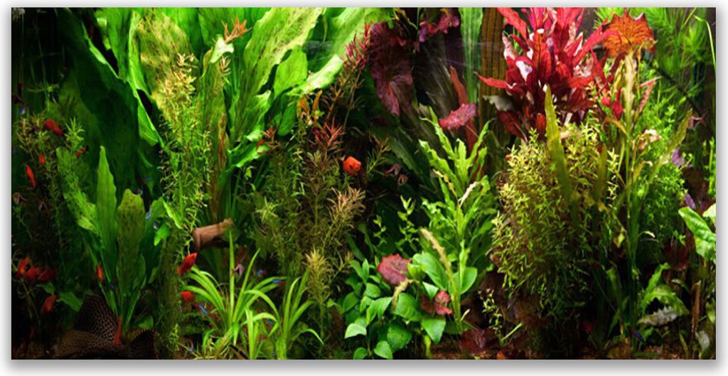 Küchenrückwand aus Glas 120x60cm Spritzschutz Blattpflanzen Natur