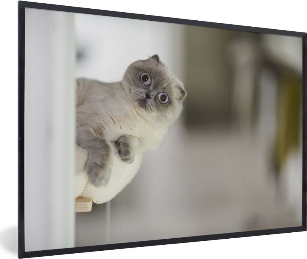 MuchoWow MuchoWow Gerahmtes Poster Katze - Tier - Wohnzimmer 90x60 cm - Poster mit zchwarzem Bilderrahmen - Fotorahmen - Foto-Plakat