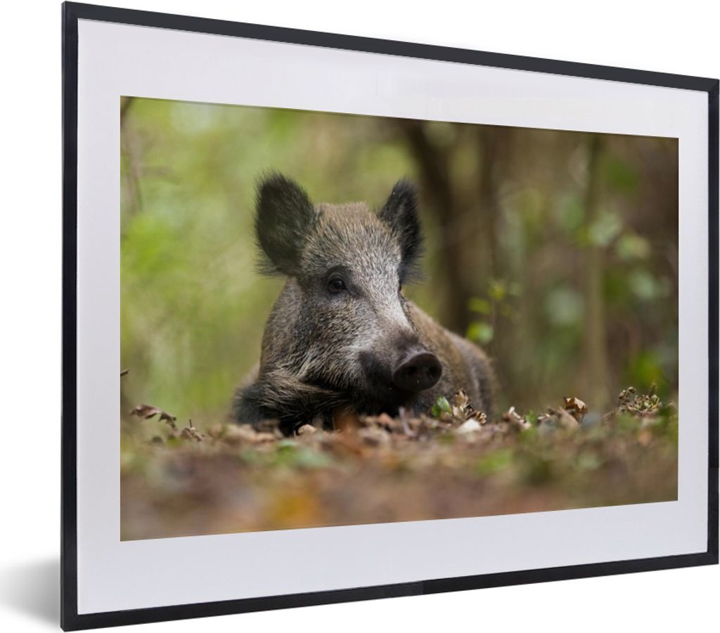 MuchoWow MuchoWow Gerahmtes Poster Wildschwein - Wald - Tier 40x30 cm - Poster mit zchwarzem Bilderrahmen - Bilderrahmen - Poster im Rahmen