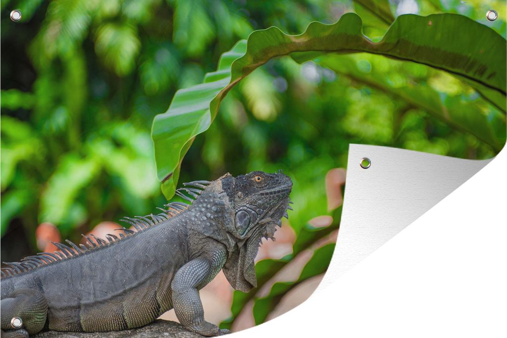 MuchoWow 60x40 cm Outdoor-Poster Gartendeko Sichtschutz Garten Poster für den Garten Ein großer grauer Leguan ruht unter einem großen grünen...