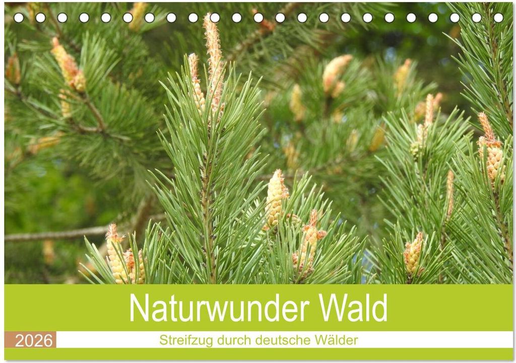 Naturwunder Wald (Tischkalender 2026 DIN A5 quer), CALVENDO Monatskalender