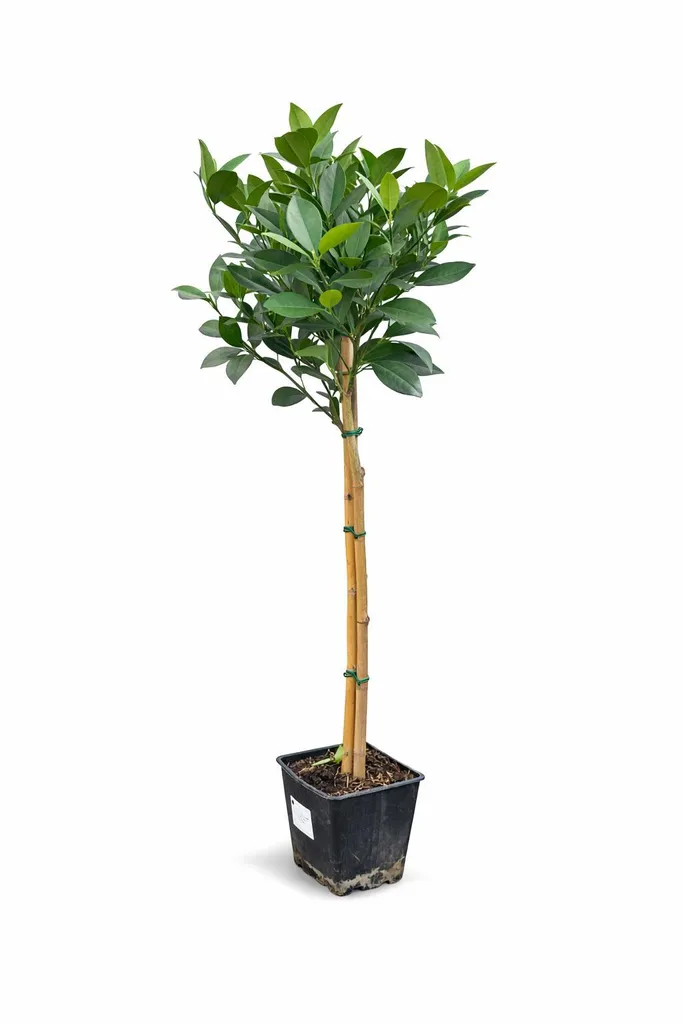 Oranger pour Terrasse et Balcon Washington Navel 120cm Orange à Jus