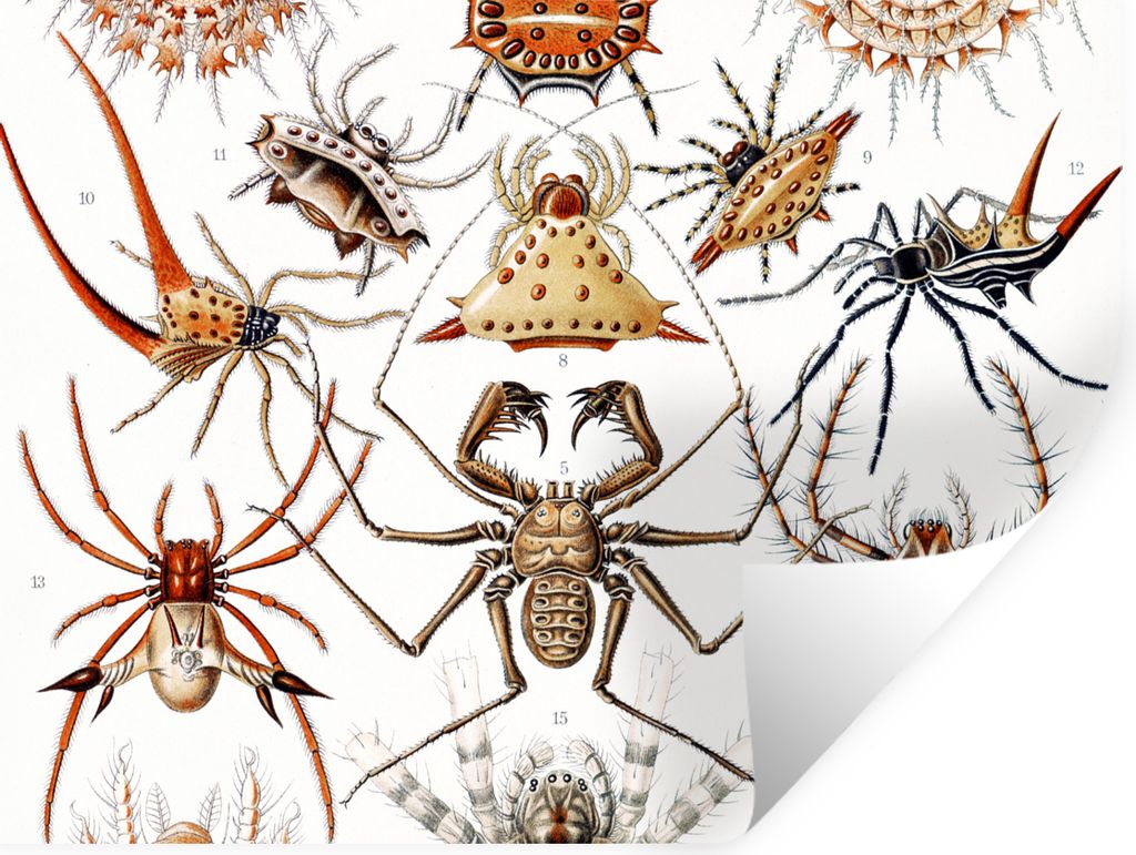 MuchoWow Wandtattoo Wandsticker Wandaufkleber Retro - Spinne - Ernst Haeckel - Spinnen 120x90 cm Selbstklebend und Repositionierbar - Aufkleber