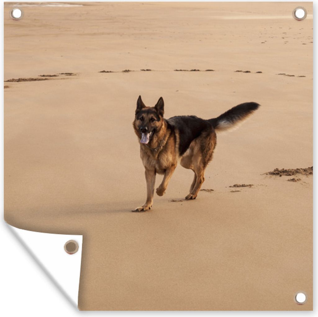MuchoWow 50x50 cm Outdoor-Poster Gartendeko Sichtschutz Garten Poster für den Garten Deutscher Schäferhund spielt am Strand