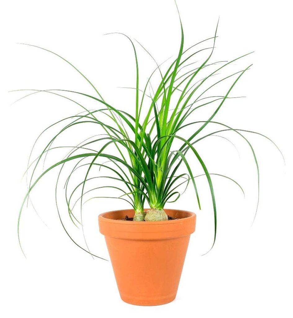 Gardners Nolina, priemer 12 cm Obrázok produktu 