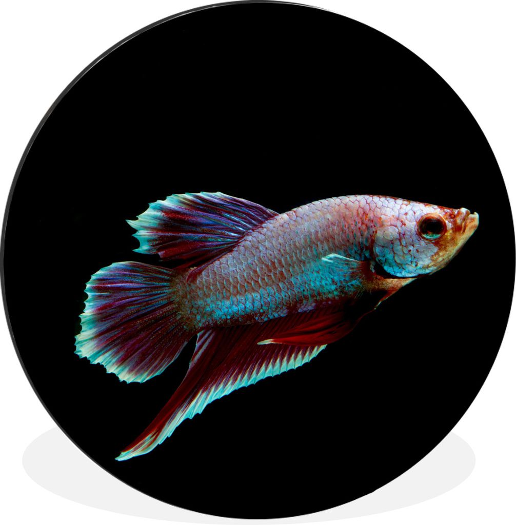 MuchoWow Aluminium Wandkreis Fische - Tiere - Licht Ø 60 cm Wanddeko Modern Wohnzimmer