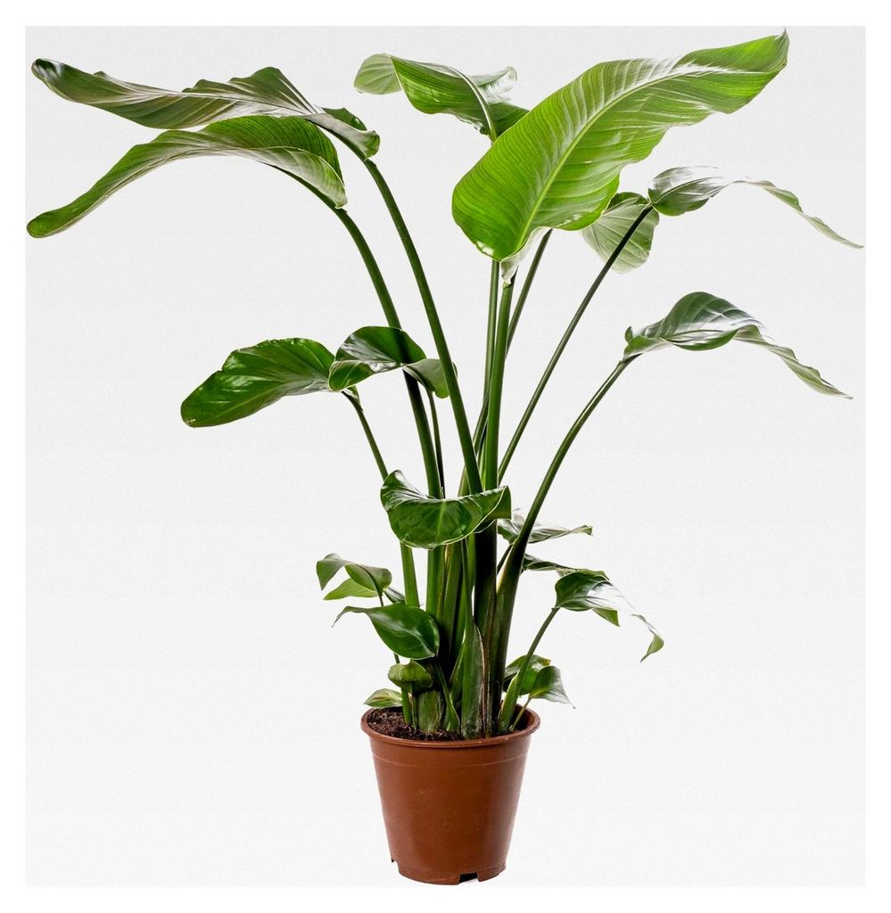 Strelitzia Nicolai Große Zimmerpflanze, immergrün, exotisch, hohe Pflanzen für Innenräume