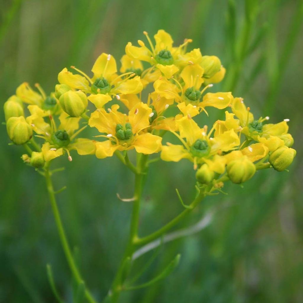 6 x Weinraute - Ruta graveolens  | Topf 9cm x 9cm Produktbild 