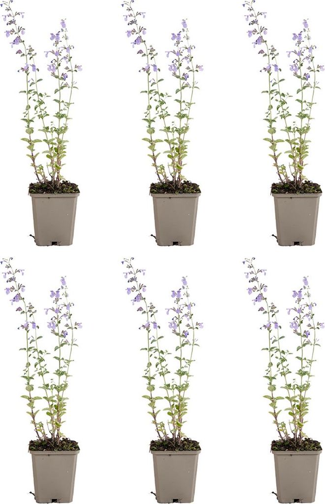 Bloomique - Lot de 6 - Nepeta Walker's Low - Cataire - Image du produit 
