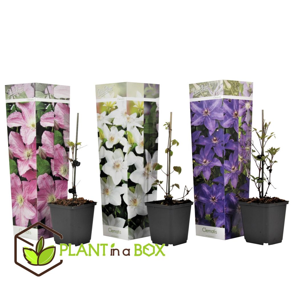 Plant in a Box Clematis Kletterblumen Kaufland.de
