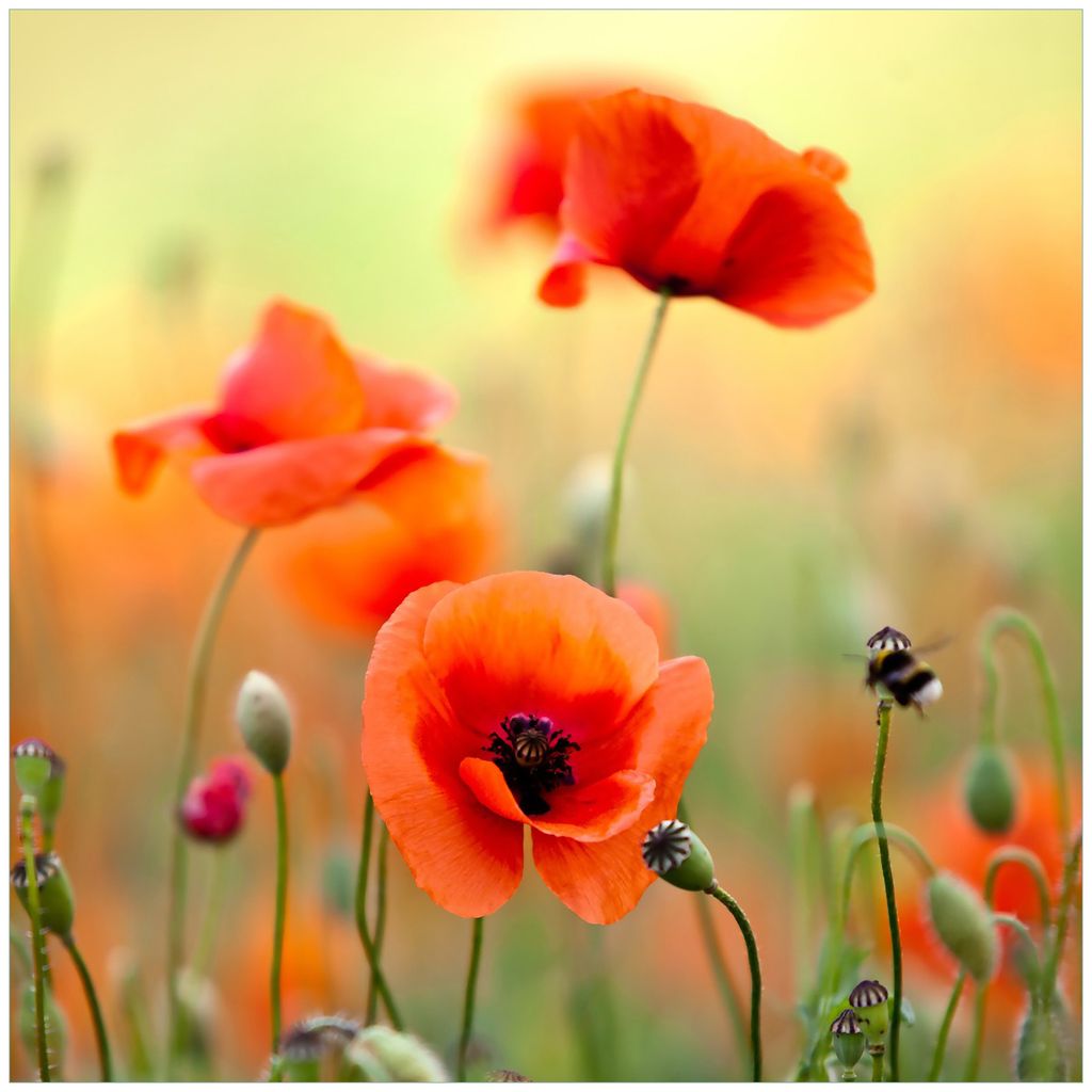 Wallario Magnet für Kühlschrank / Geschirrspüler, magnetisch haftende Folie - 60 x 60 cm, Motiv: Mohnblumenblüten