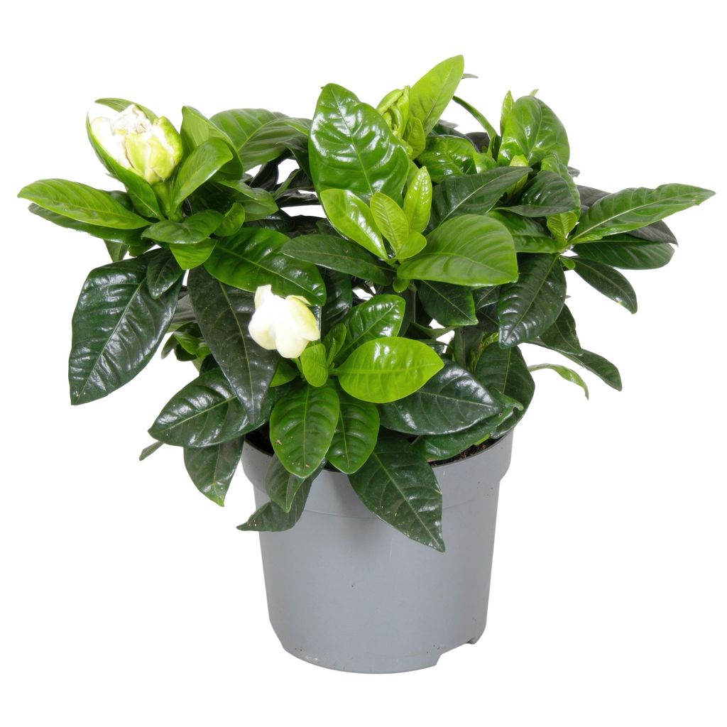 Gardenie jasminoides Topfpflanze Produktbild 