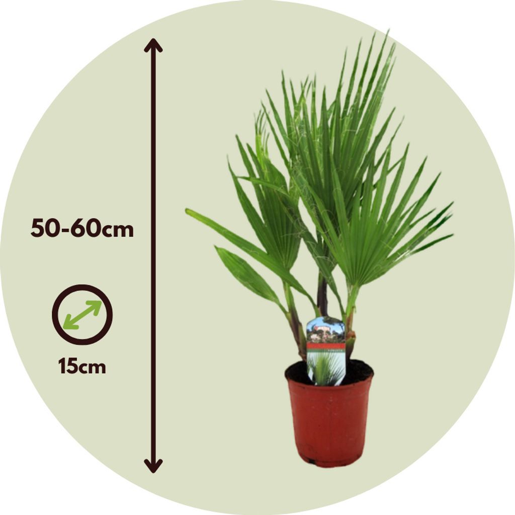 Washingtonia Robusta Palme - Mexikanische Fächerpalme 70-90cm Winterhart Im 21cm Topf