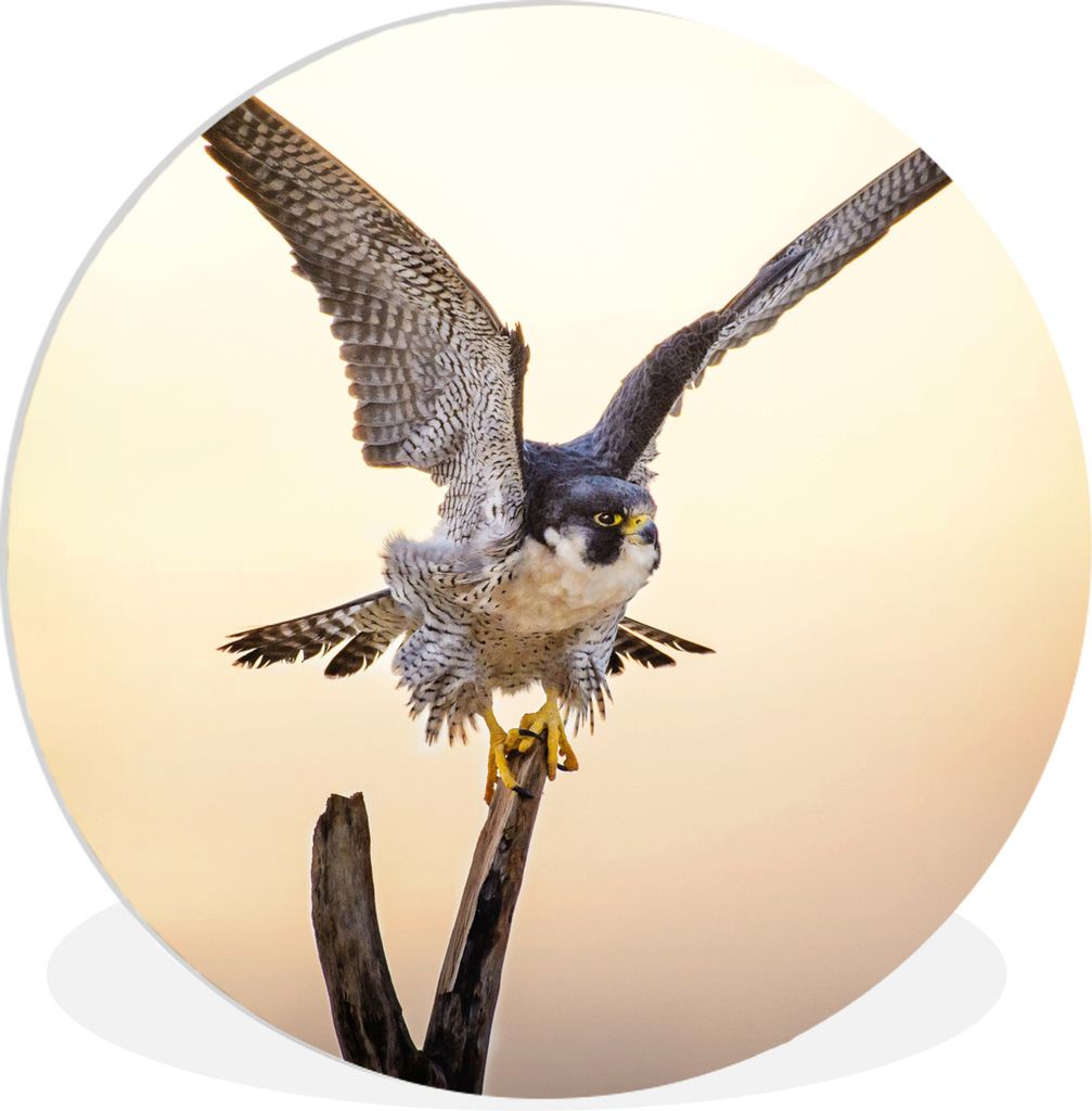 MuchoWow Rundes Wandbild - Runde Bilder Wanderfalke - Sonne - Flügel Ø 30 cm Kreis Wanddekoration Kunststoff - Wandkreis - Wandschmuck - Schlaf...