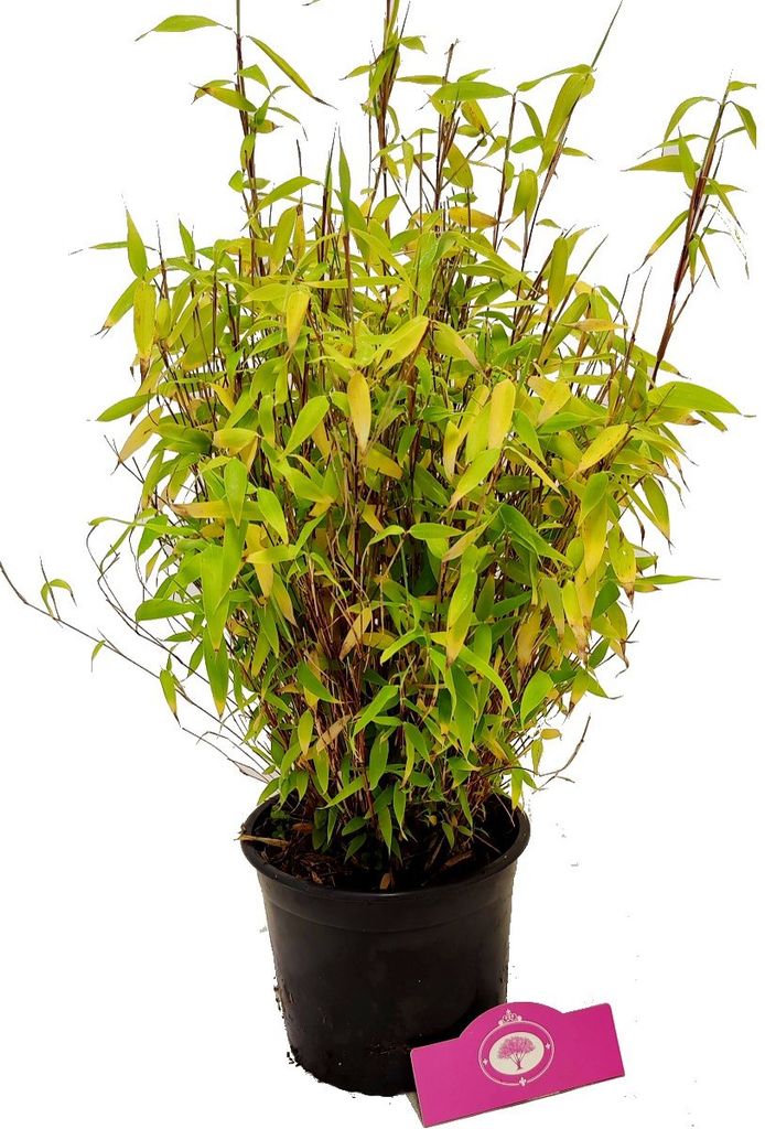 Fargesia murieliae 'Asian Art', Schirmbambus, 2 Liter Topf Produktbild 