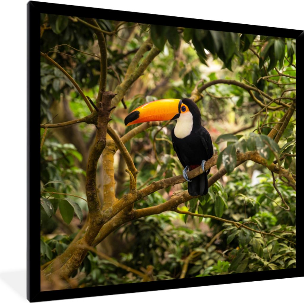 MuchoWow Gerahmtes Poster Vogel - Tukan - Dschungel - Natur - Tropisch 40x40 cm - Poster mit Schwarzem Bilderrahmen Wandposter Rahmen Foto Bilder...