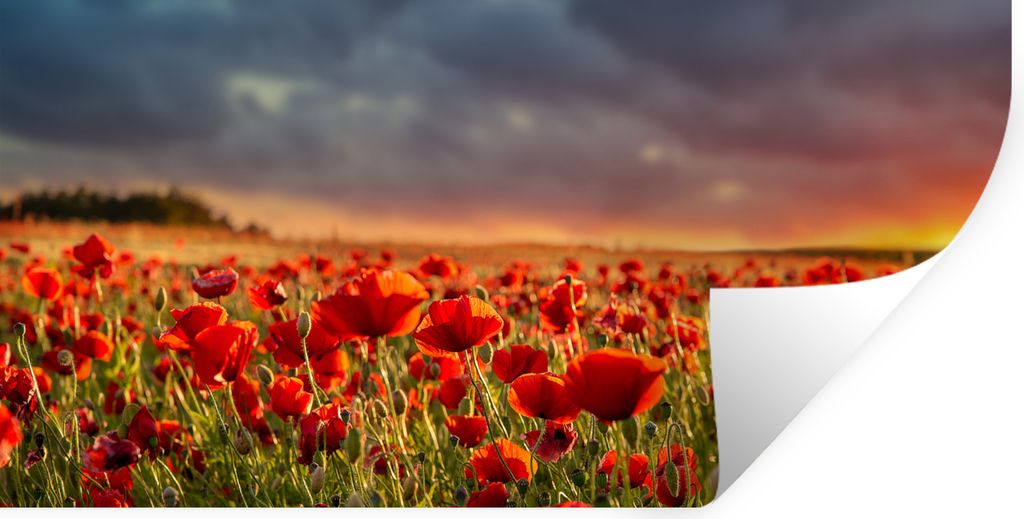 MuchoWow Wandtattoo Wandsticker Wandaufkleber Sonnenuntergang - Mohnblumen - Rot - Blumen - Feld - Natur 120x60 cm Selbstklebend und Repositionie...