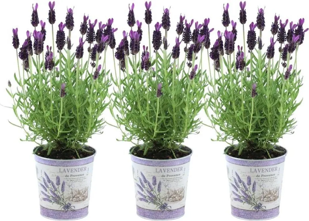 Décoration Jardin Facile : 3 Lavandes Françaises Anouk en Pots Illustrés