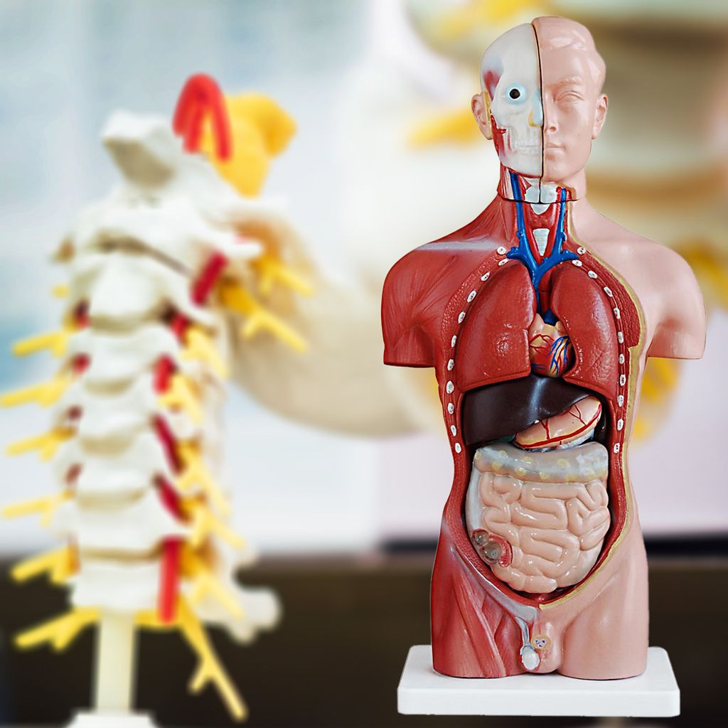 Anatomie Modell Torso des Menschen Anatomiemodell Produktbild 6