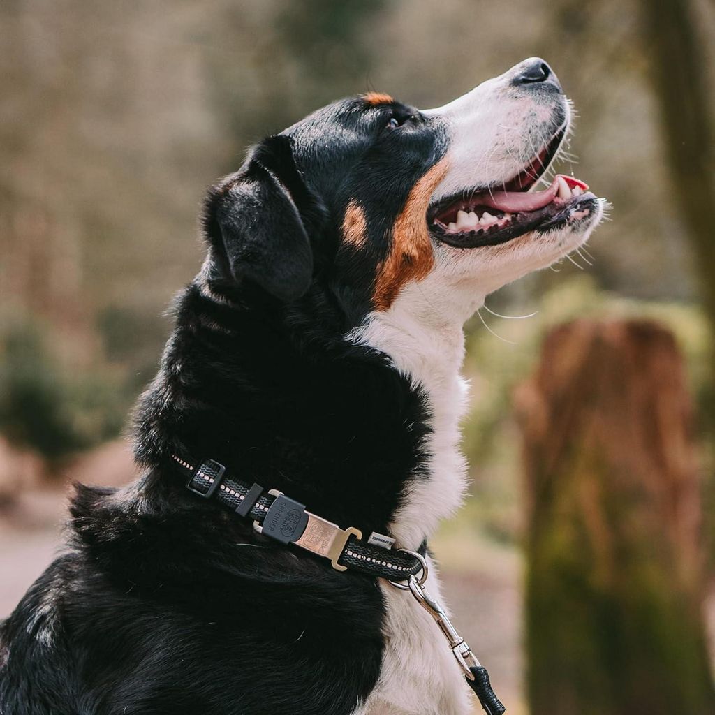 Reflektierende verstellbare Hundehalsband - 40-55 cm schwarz