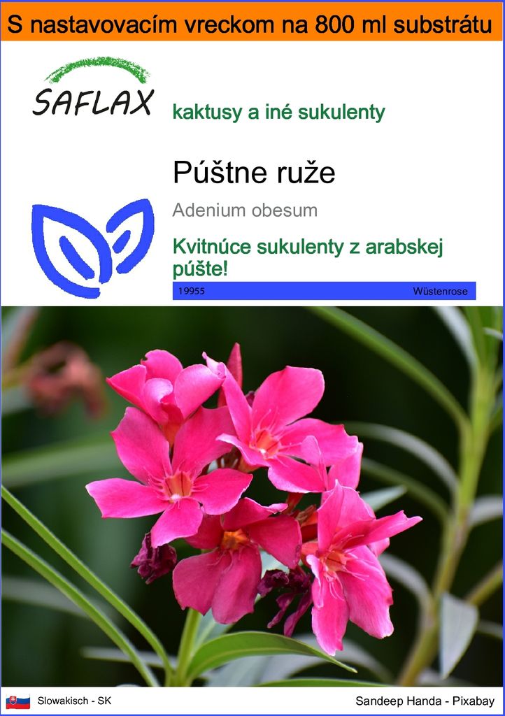 SAFLAX Garden in the bag - púštne ruže - Adenium obesum - 8 Obrázok produktu 