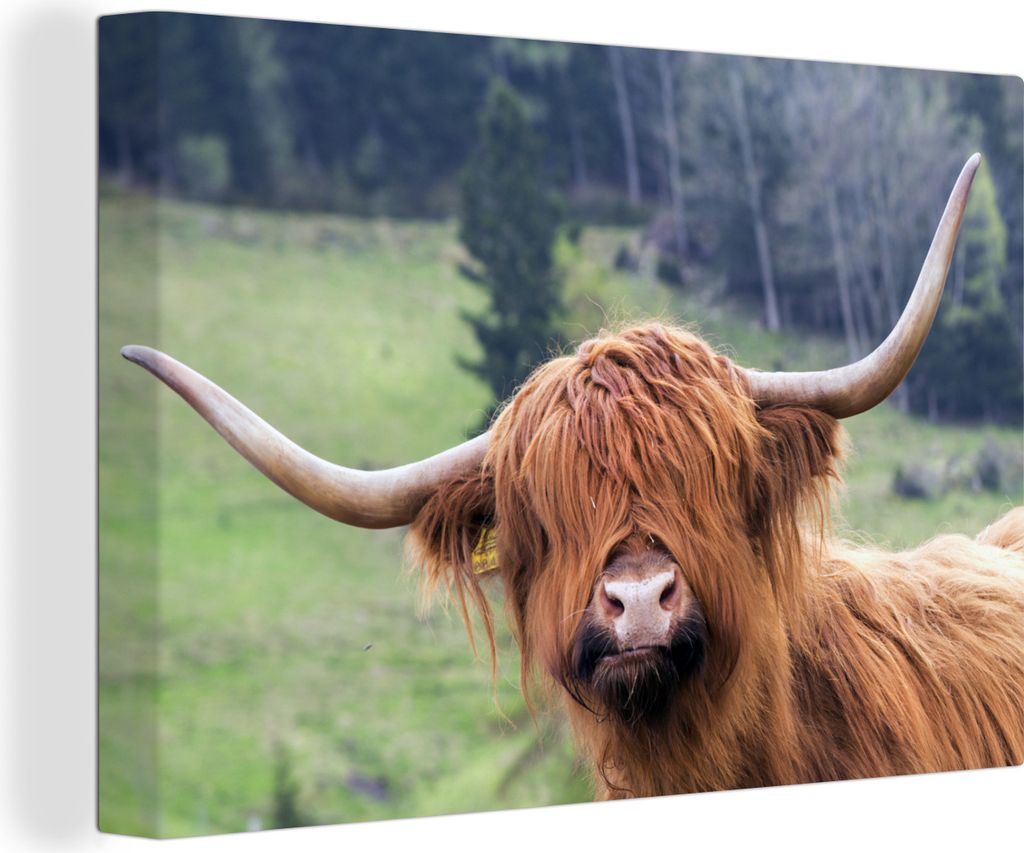 OneMillionCanvasses - Leinwandbilder - 140x90 cm, Schottisches Hochlandrind - Porträt - Natur, Wandbilder Kunstdruck Wanddekoration