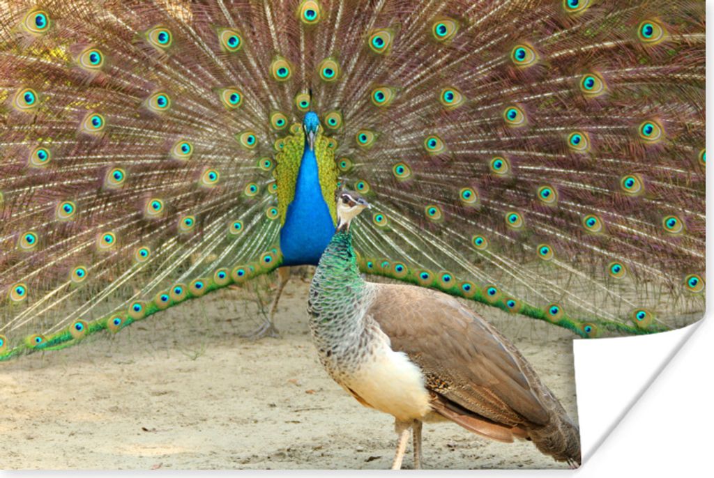 MuchoWow® Poster Pfaue - Vögel - Federn 180x120 cm - Produktbild 