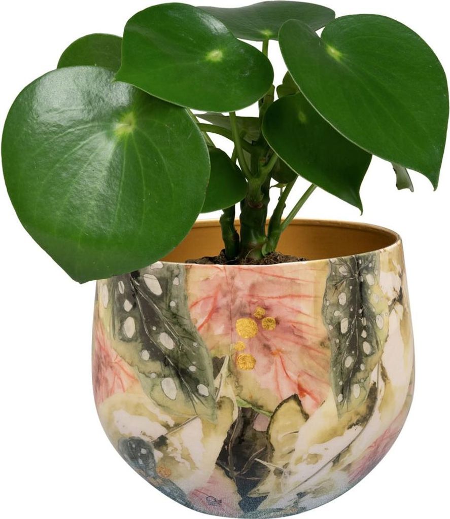 monstera inspiration Monstera Swiss Cheese – ShopTropicals main image 1