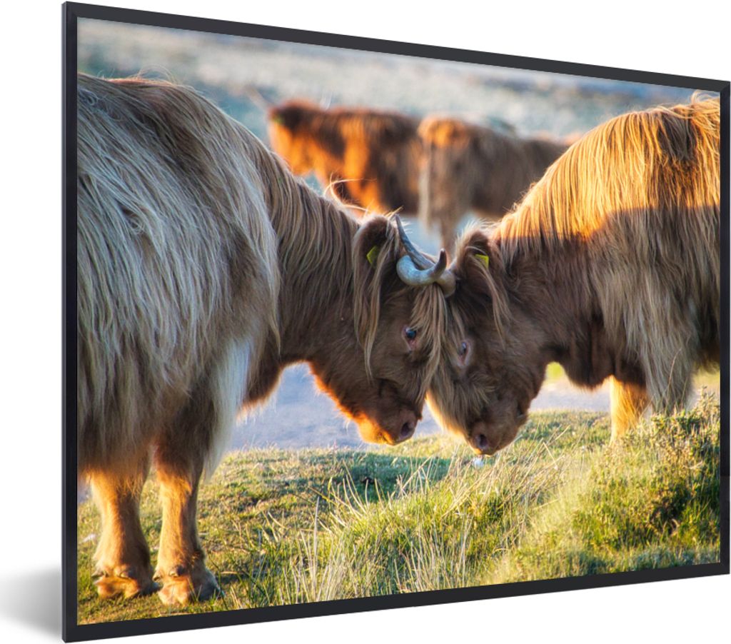MuchoWow Gerahmtes Poster Schottische Highlander - Tiere - Sonne 80x60 cm - Poster mit Schwarzem Bilderrahmen Wandposter Rahmen Foto Bilder - Sch...
