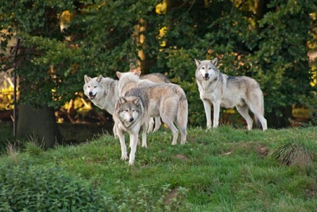 TischSet 3 D Wölfe im Wald, Platzset 2erSet Platzdeckchen Poster Bilder Tiere Wolf