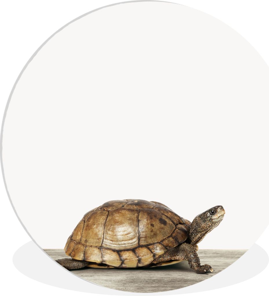 MuchoWow Rundes Wandbild - Runde Bilder Schildkröte - Junge - Tiere - Kinder - Mädchen Ø 30 cm Kreis Wanddekoration Kunststoff - Wandkreis - W...