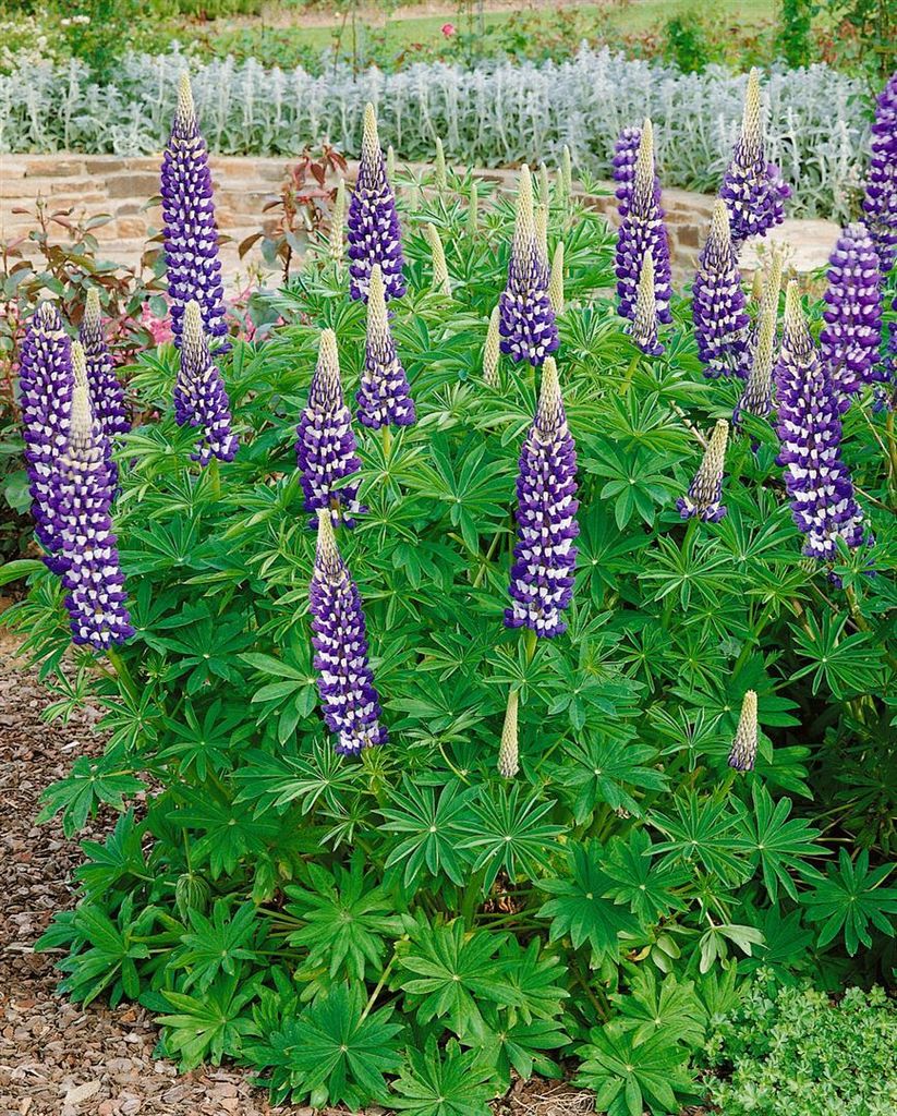 Lupinus polyphyllus 'Kastellan', Lupine, violett, ca. 11x11 Produktbild 