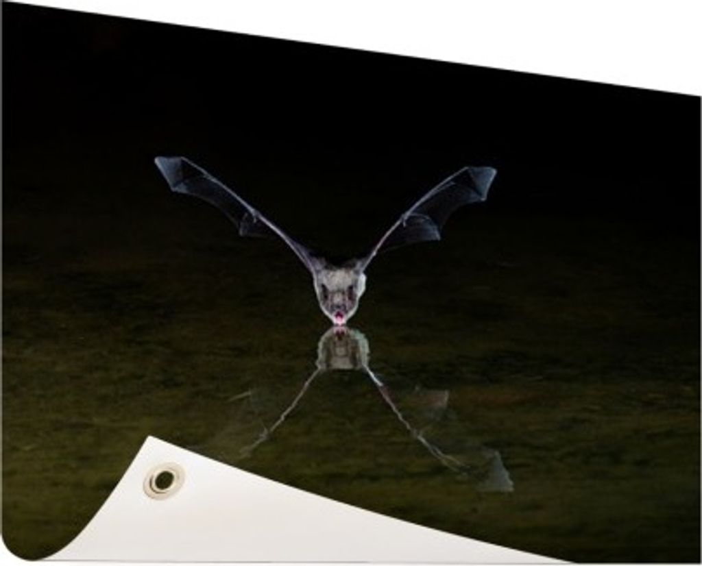 MuchoWow 60x40 cm Outdoor-Poster Gartendeko Sichtschutz Garten Poster für den Garten Fledermaus über Wasser