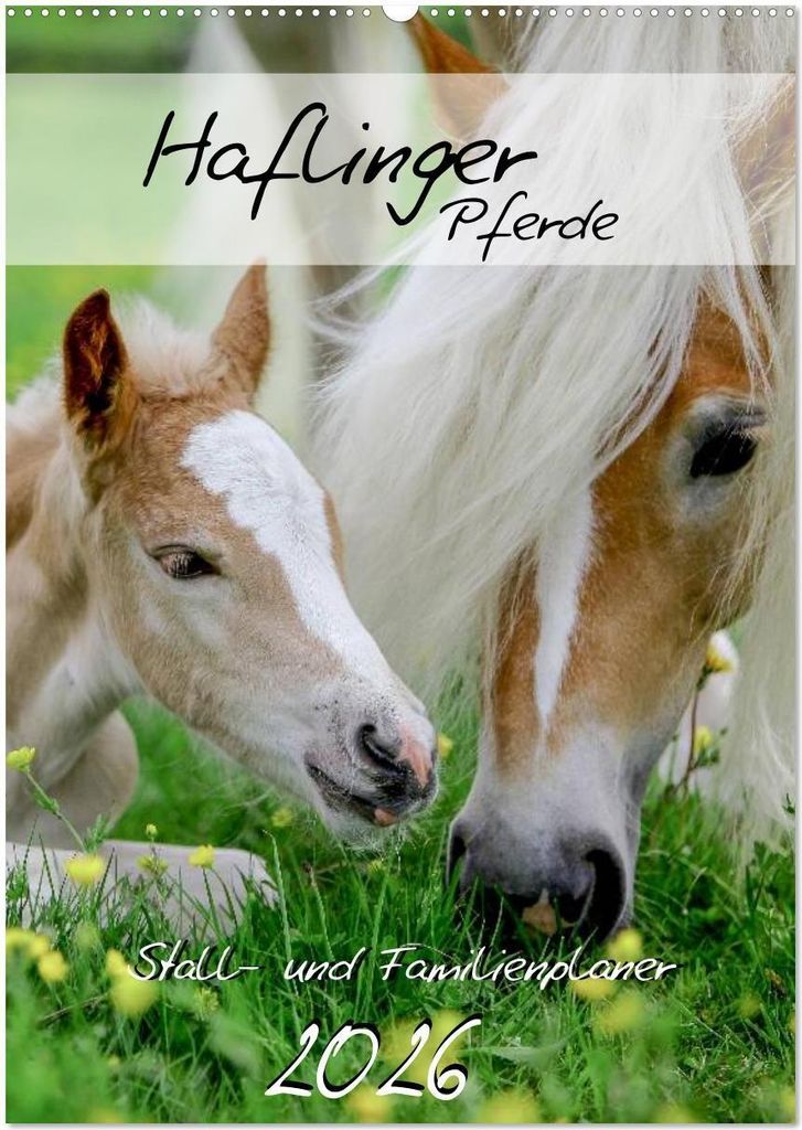 Haflinger Pferde - Stall- und Familienplaner 2026 (Wandkalender 2026 DIN A2 hoch), CALVENDO Monatskalender