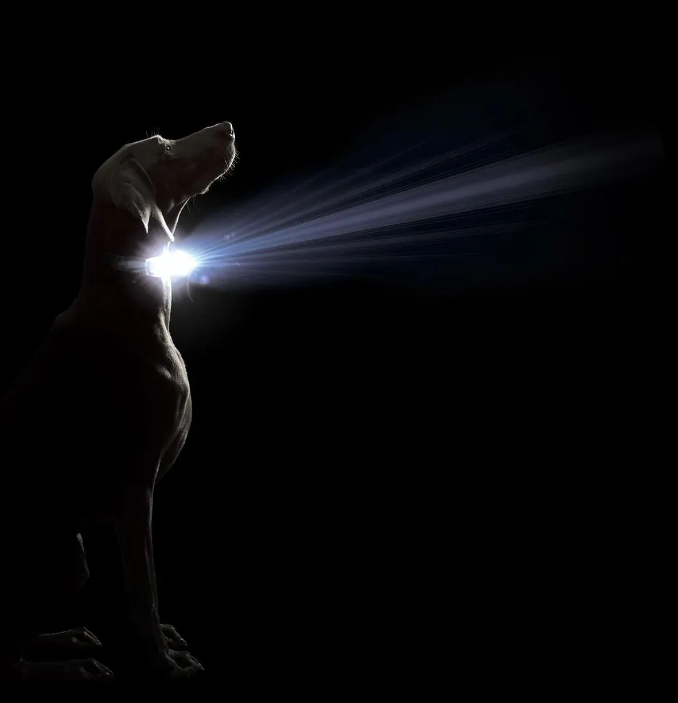 Collare Cane Dog Gone Smart Nero 20 Light - LED Ricaricabile Sicurezza