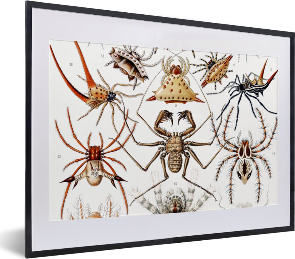 MuchoWow Gerahmtes Poster Retro - Spinne - Ernst Haeckel - Spinnen 40x30 cm - Poster mit Schwarzem Bilderrahmen Wandposter Rahmen Foto Bilder - B...