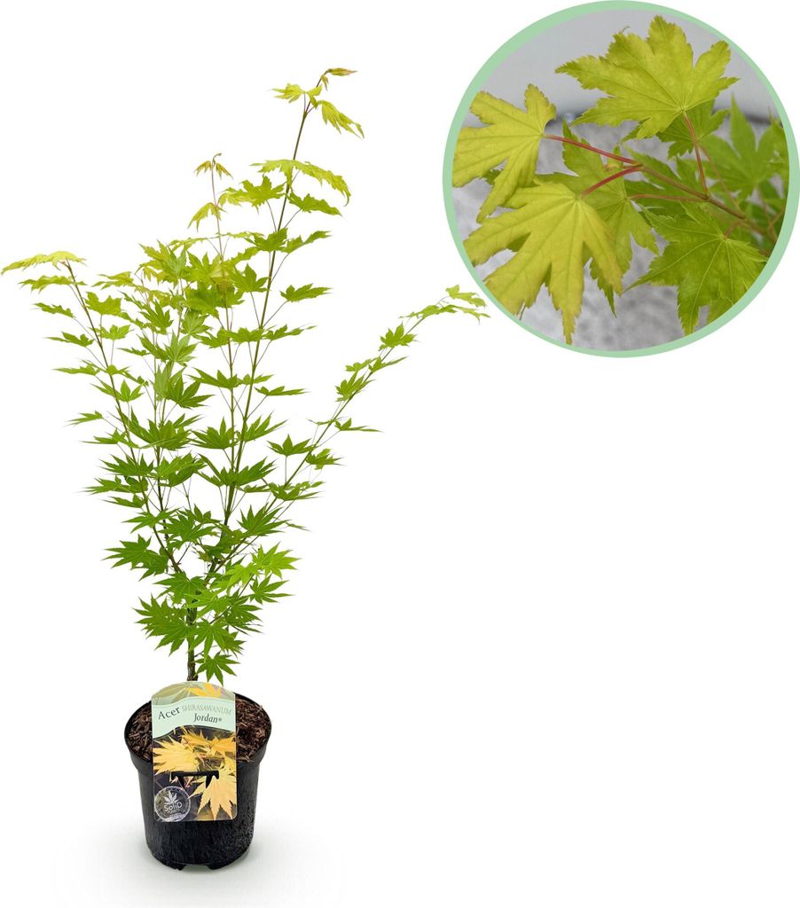 Japanischer Ahorn Acer palmatum 'Jordan' – Gelb-Grün – Balkon- & Gartenpflanze – Ø19 cm – Ca. 70 cm hoch – Kompakter Fächerahorn mit s...