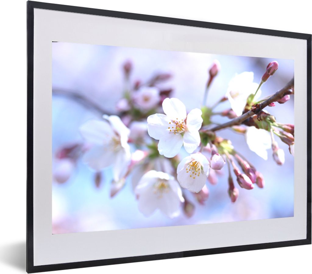 MuchoWow MuchoWow Gerahmtes Poster Blumen - Sakura - Zweig - Blütendolden 60x40 cm - Poster mit zchwarzem Bilderrahmen - Schlafzimmer - Plakat...