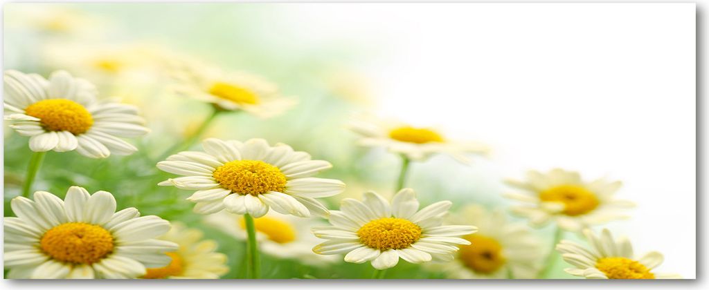 Tulup Küchenrückwand Spritzschutz aus Glas -125x50 -Spritzschutz auf gehärtetes Glas Deko Blumen & Pflanzen Gänseblümchen