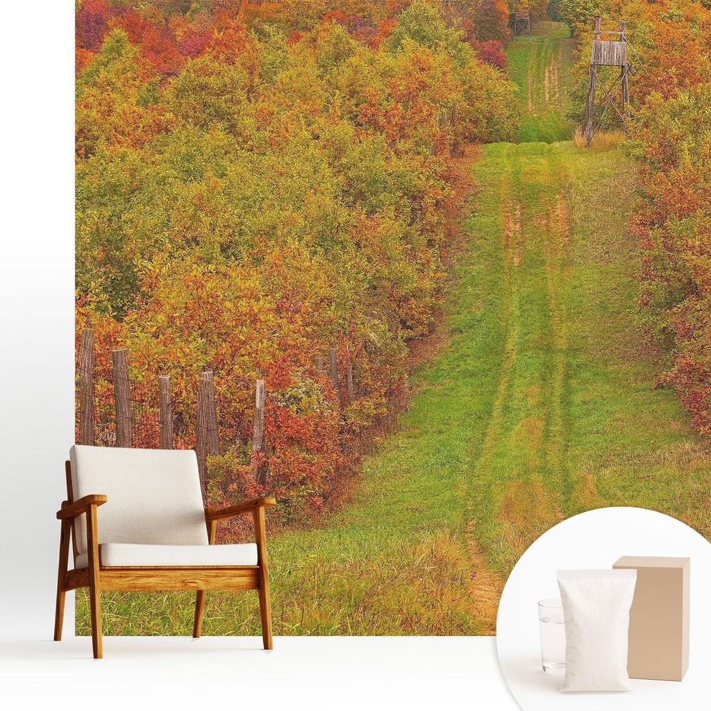 Fototapete - 250x250 cm - Tapete - Wandtapete - Wandbilder - Dekofolie - Tapete Folie - Wand - Dekoration - Wohnzimmer - Herbstfarben