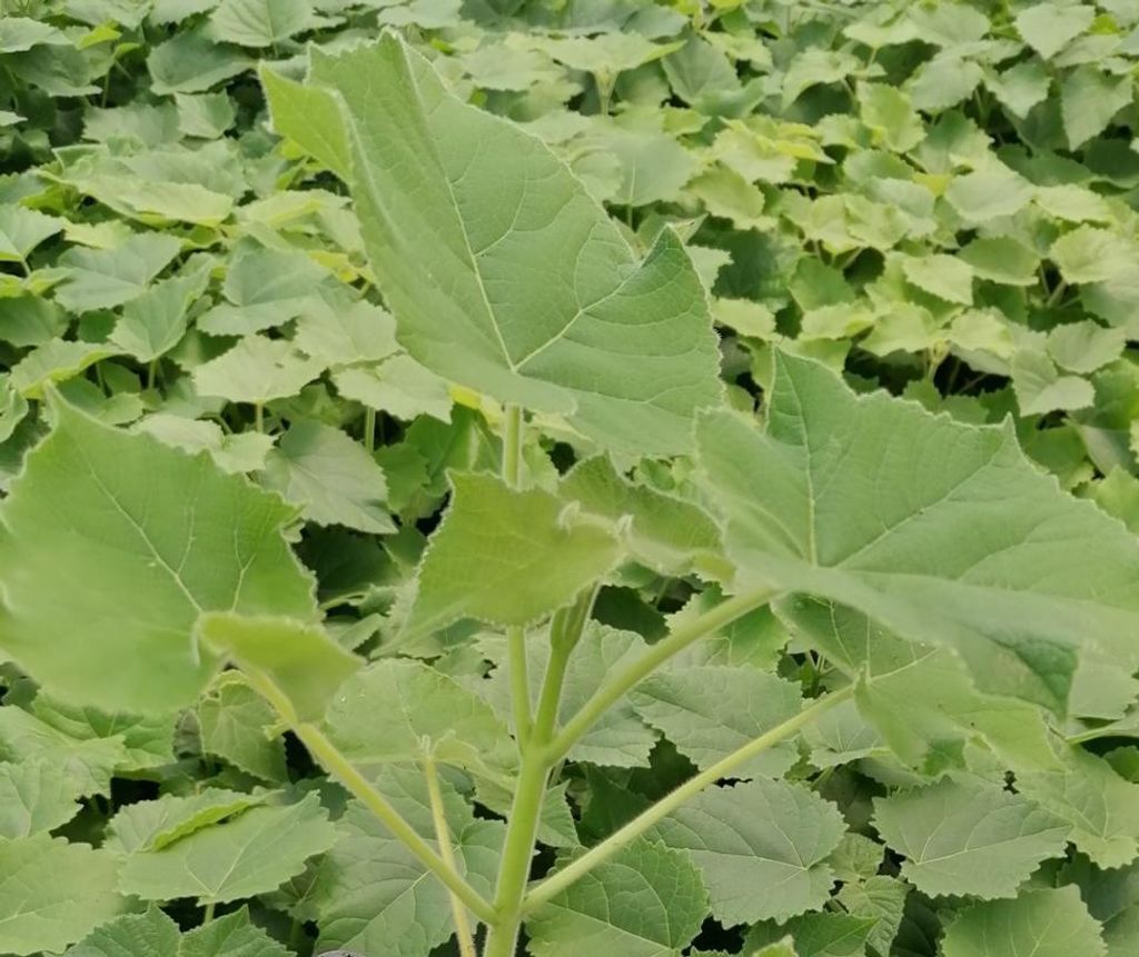 Paulownia Hybrid Z07 - Blauglockenbaum im 11er Topf Produktbild 