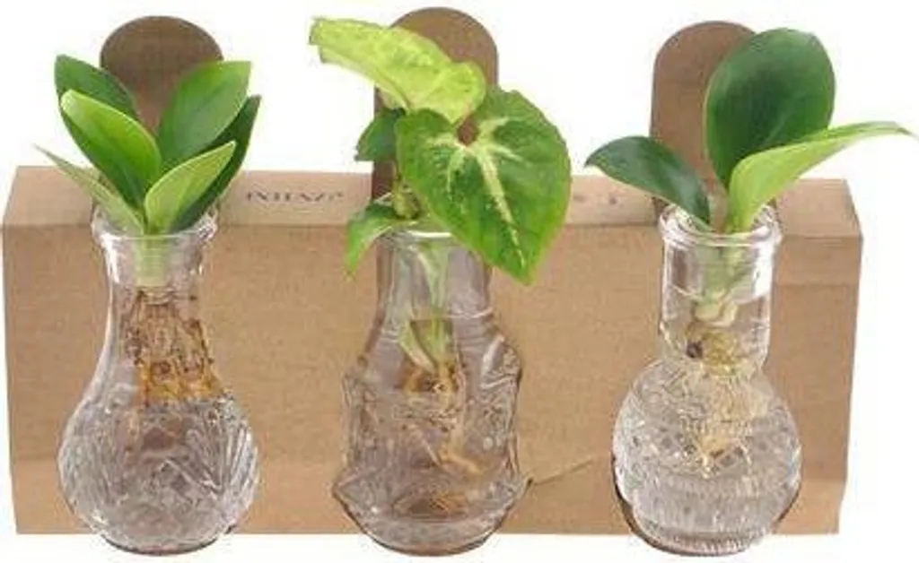 Plantes d'intérieur en bocal de verre Berlin sans entretien