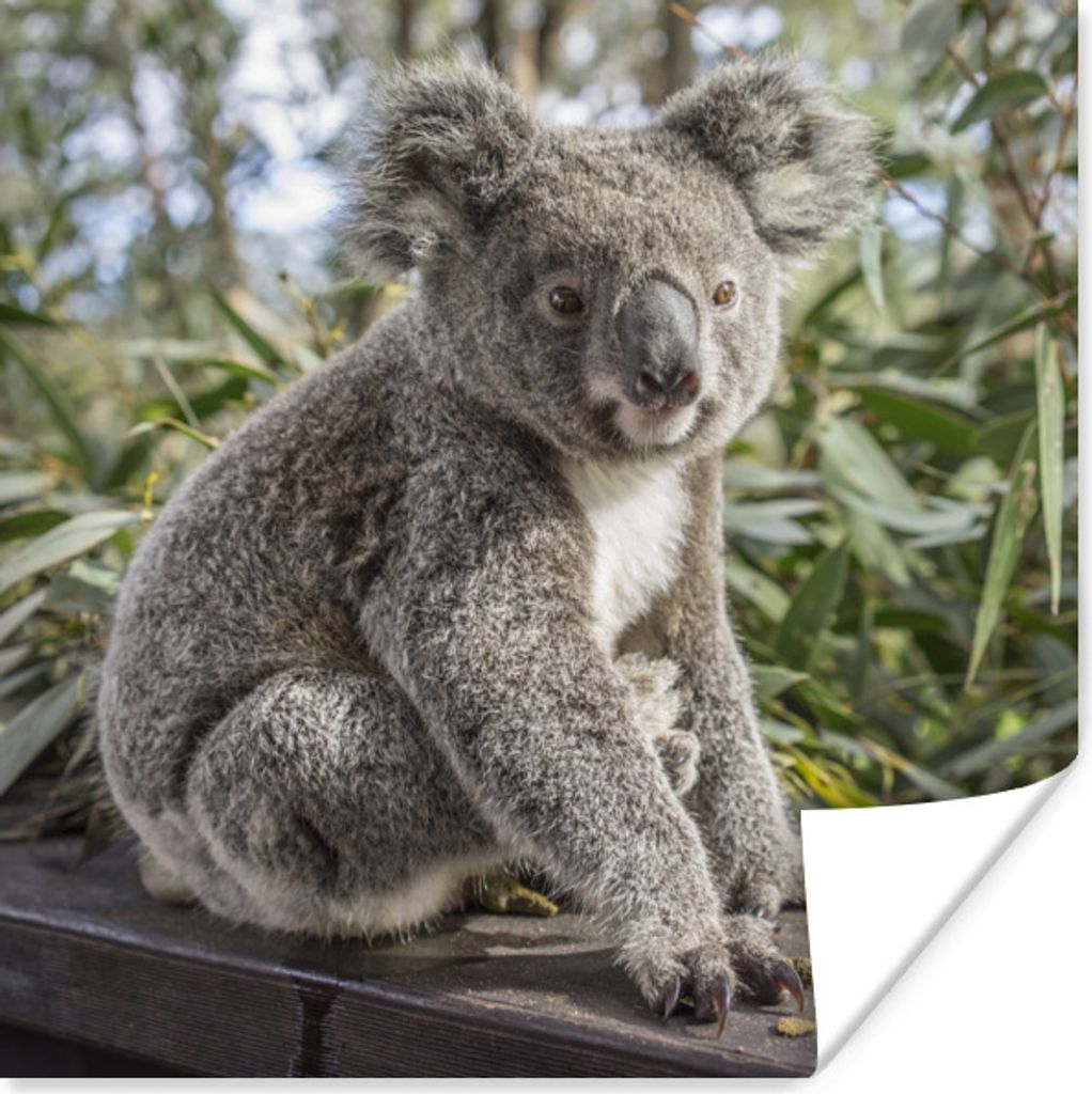 MuchoWow Poster Koala - Regal - Pflanzen - Kinder - Jungen - Mädchen 75x75 cm - Wand Dekoration