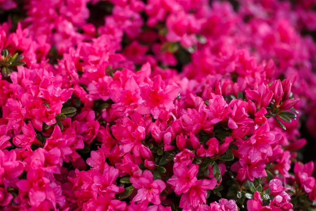 Rhododendron 'Melina' C2 1520cm Alpenrose, Kaufland.de