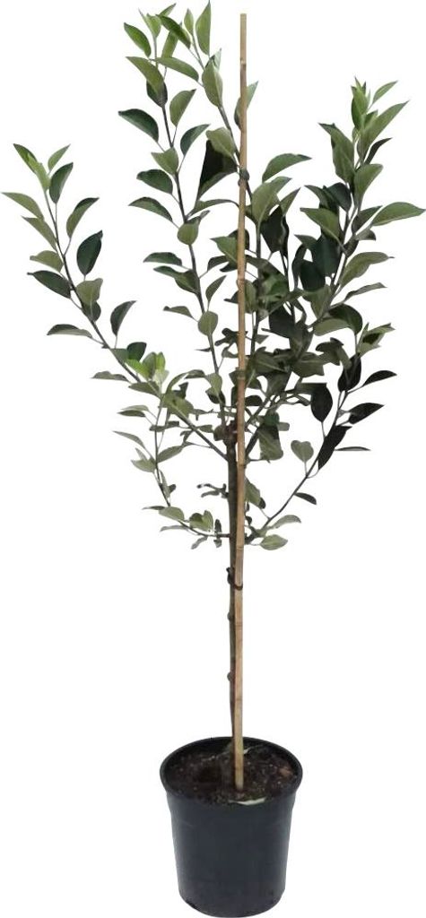 Weißer Klarapfel Apfelbaum - Buschbaum Topfballen (Versandzeit: ganzjährig)
