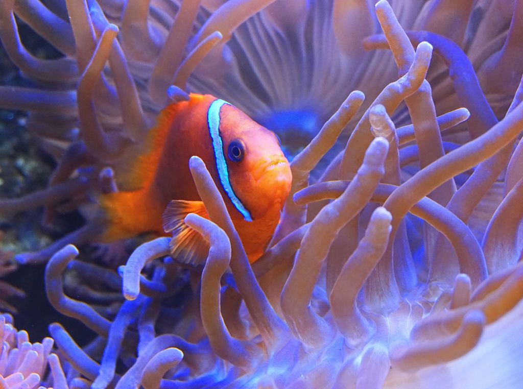 CALVENDO Puzzle Anemonenfisch 2000 Teile Puzzle quer | 2000 Teile Lege-Größe 90x67cm Foto-Puzzle für glückliche Stunden