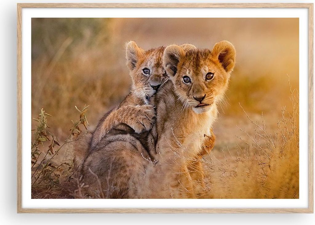 Gerahmtes Poster - Rahmen in heller Eiche - Löwe Natur Tier - 100x70 cm - Wand Bild - Wanddeko - Wandbilder - Wandposter - Bilderrahmen - Bilder -...